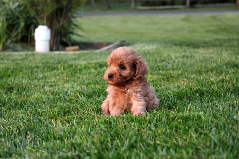 puppy, for, sale, Mini  Goldendoodle F1BB, Matthew B. Stoltzfus, dog, breeder, Gap, PA, dog-breeder, puppy-for-sale, forsale, nearby, find, puppyfind, locator, puppylocator, aca